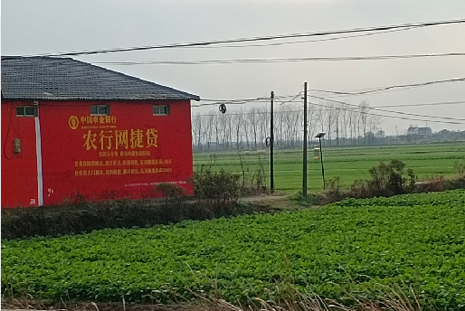 樟树如何防止墙体广告褪色呢？